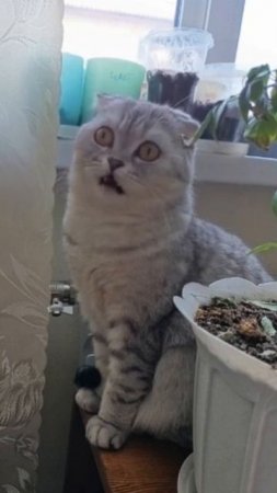 Эх, как душевно поёт