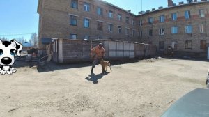 Тренировка (ОКД и трюки).