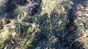 Дискатор.Поднятие целины 1.