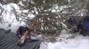 Здравствуй Ёлка НОВЫЙ ГОД! ... Срубили и увезли на грузо