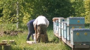 В пчелопитомнике покупаем новую семейку