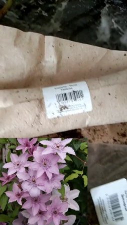 Новые саженцы для сада