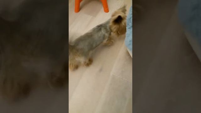 Машинка перевёртыш трансформер)))