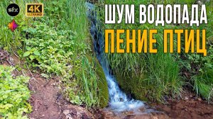 Пение птиц на фоне небольшого водопада. Расслабляющее видео #relax