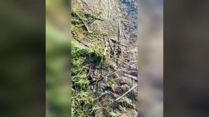 Жест доброй воли.