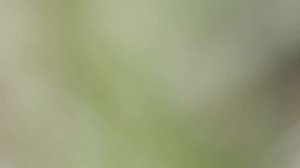 Машинка LEGO 2003 го года! Краш Тест Тачки LEGO