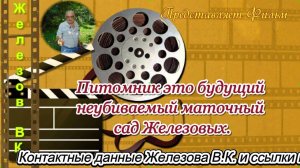 Питомник это будущий неубиваемый маточный сад Железовых.