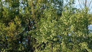 Птичий хор у реки.