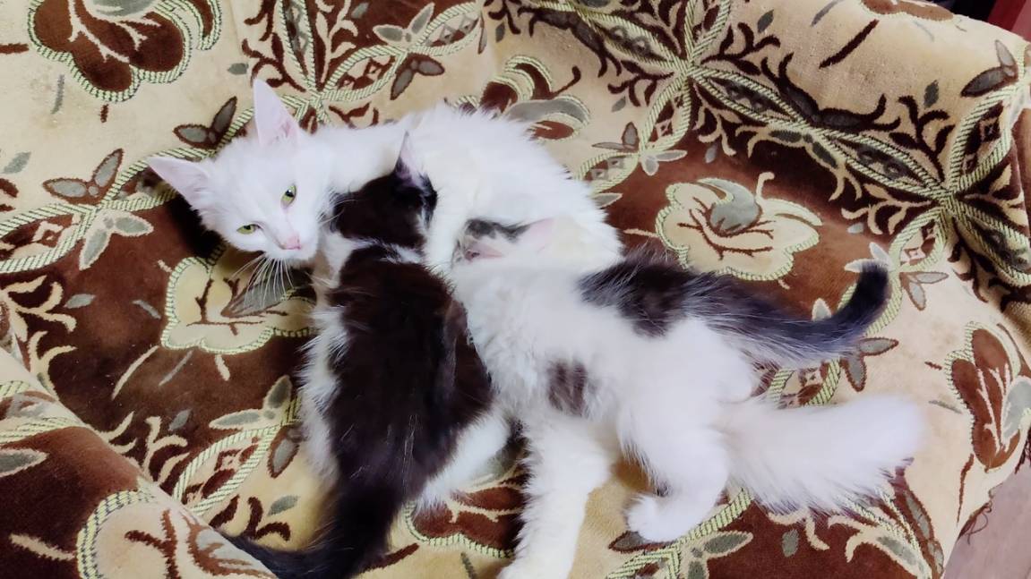 Мама-кошка зовет своих котят на кормление.
