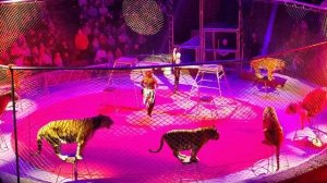 цирк тигра 2022