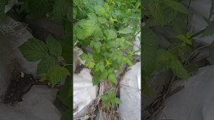 VID_20250524_135321.mp4