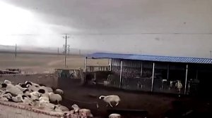 Ураган сбивает с ног животных