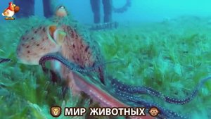 Животный мир планеты – красота и грация созданий Природы 🦁🦚🐵 Выпуск (61) 🐻🦉🦝
