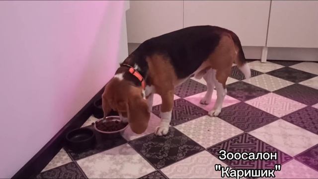 Бигль в детском садике для собак