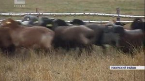 Ужурская ферма стала одним из центров овцеводства Сибири