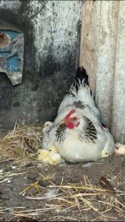 Милота.🥰🥰🥰🥰🥰