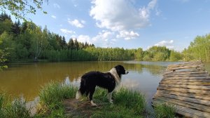 Как плавает бордер колли
