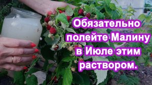 1 Литр в Июле под Малину. Завалит ягодами увеличиваем урожай. Подкормка для плодовых кустарников.