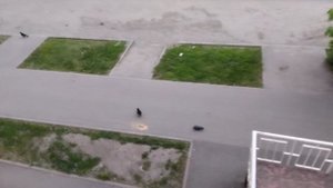 С добрым утром друзья 🤗 Мать ворона гонит воронов на работу 😅