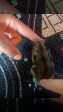 Распаковка хомяка