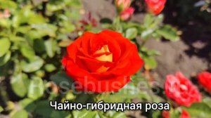 КСЮША - чайно-гибридная срезочная роза 🌹