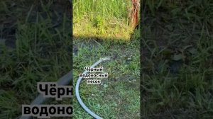 Чёрный водоносный песок, абиссинская скважина, вода с железом и запахом