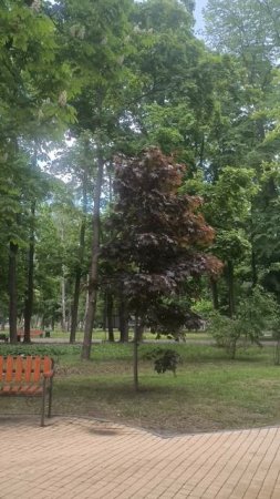 Красный клен