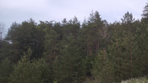 История леса Золотой Бор в Самарской области !