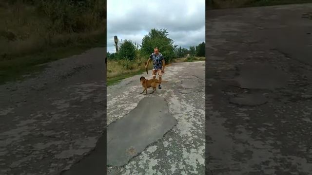 Бельгийская овчарка - отличная работа | Бельгийский ма