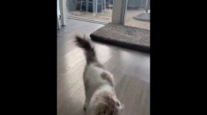 Хозяйка животных, а по совместительству и автор этого видеоролика учит котика и собаку  давать лапу.