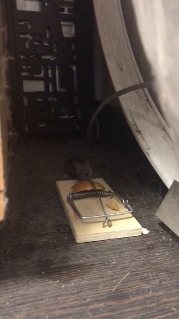 Ловля мыши смотреть онлайн