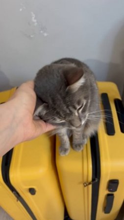 Котя собирается в путешествие 🐱