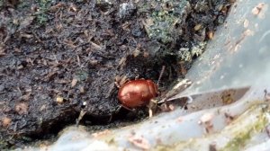 жук листоед