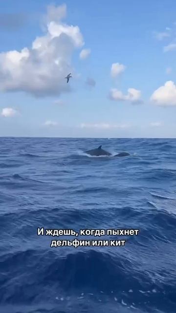 РАБОТА МЕЧТЫ