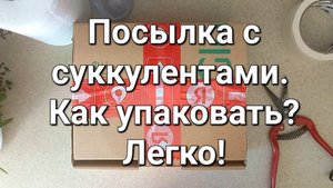 Посылка с суккулентами. Как упаковать? Всё просто!