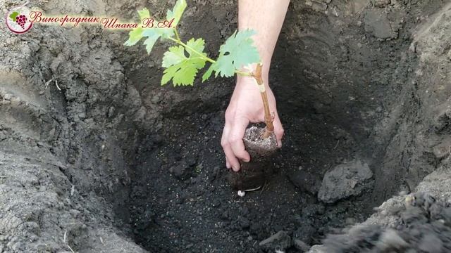Посадка вегетирующих саженцев винограда. Простейший и быстрый способ для вашего виноградника