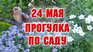 24 мая. Прогулка по саду