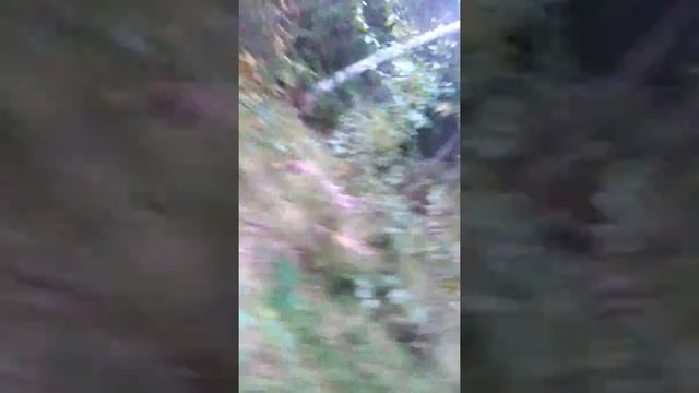 Сенсация Zombie apocalypse Такса прикол))) смотреть онлайн