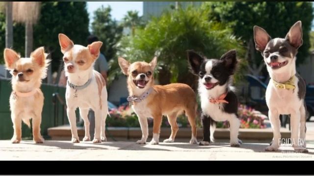 порода чихуахуа 🐶 смотреть онлайн