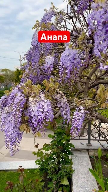 Анапа! Расцвела глициния #отдыхнаморе #отпуск смотреть онлайн