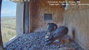 Первый малыш сапсанов!  Трогательные кадры появления на свет!