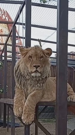 Благодарный ШЕРХАН. Мы опять вдвоём. #шерхан_тайган #шерхан #лев #lion  #животные #юмор #shortvideo