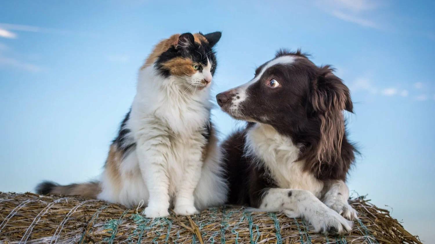 ТАКОГО вы ещё не видели Смешные и Нелепые ПРИКОЛЫ с Домашними Животными 2025 Коты, Собаки и Другие смотреть онлайн