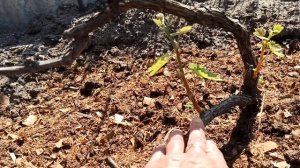 Нормирование побегов винограда и первая обработка 💁🍇