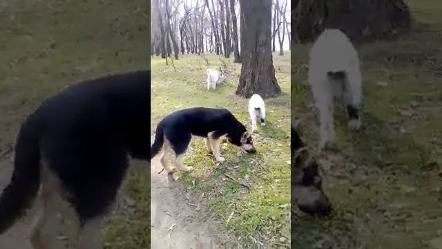 Восточно европейская овчарка девочка 5.5 месяцев (Прод?