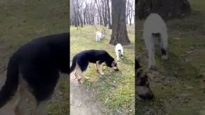 Восточно европейская овчарка девочка 5.5 месяцев (Прод?