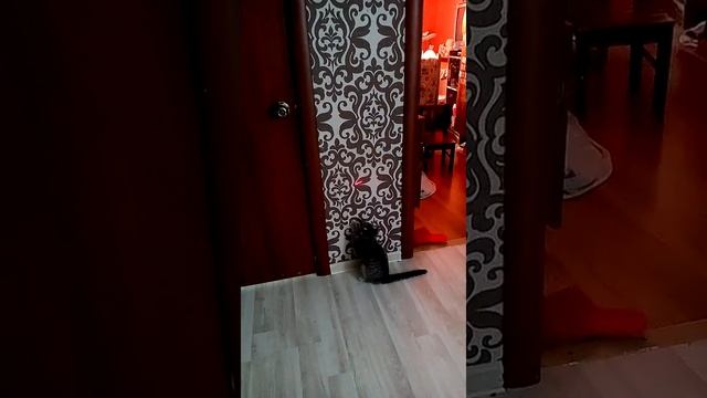 Прикол над котёнком лазерной указкой