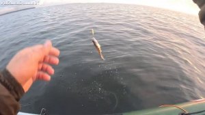 Рыбалка в отвес на Волге , берш на тюльку .