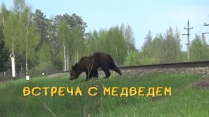Встреча с медведем