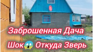 Заброшенная дача. Шок😱 Откуда зверь!